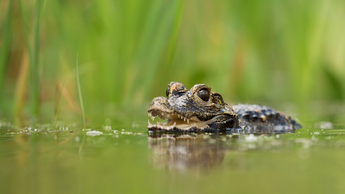 Afrikaanse dwerg krokodil