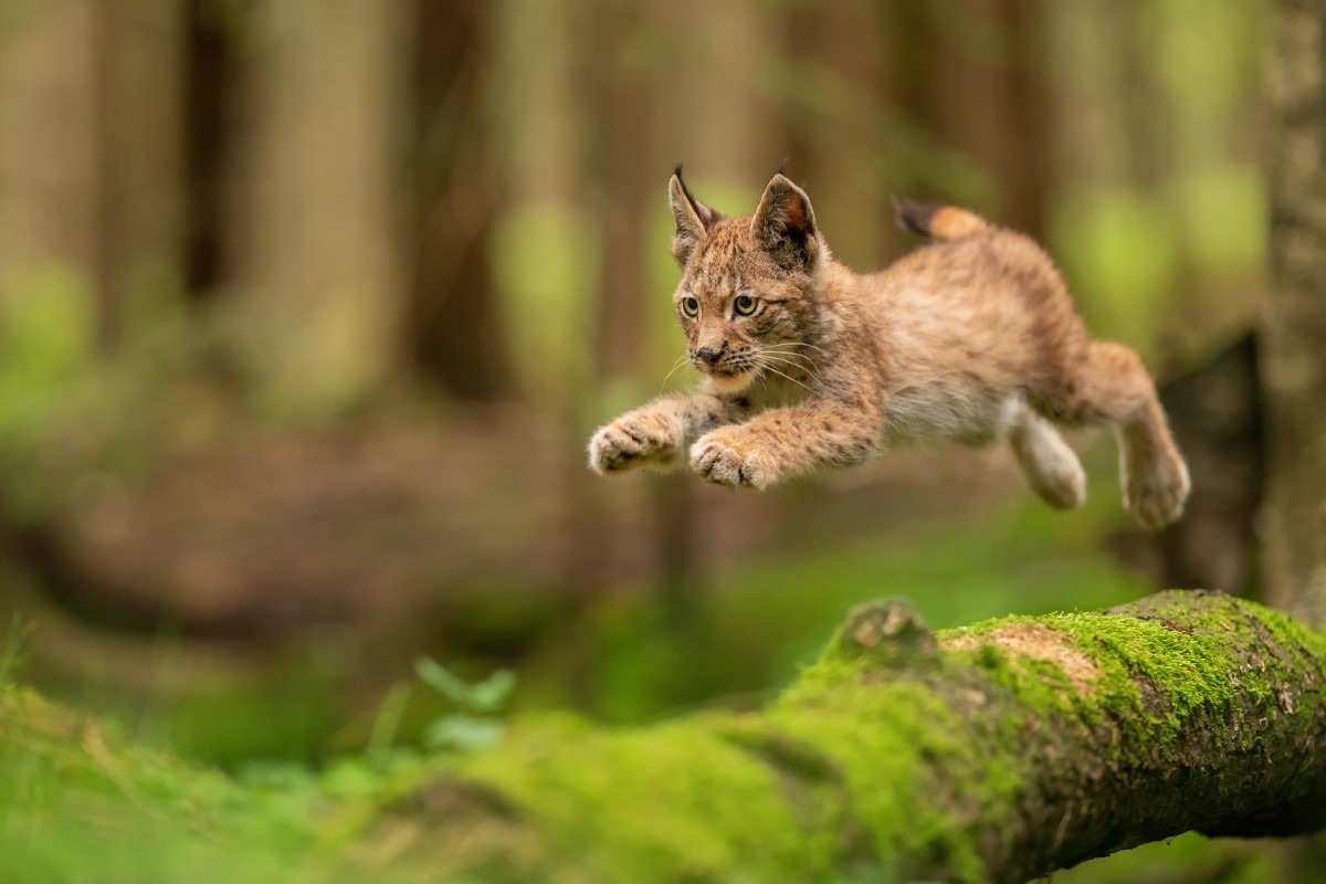 Baby lynx