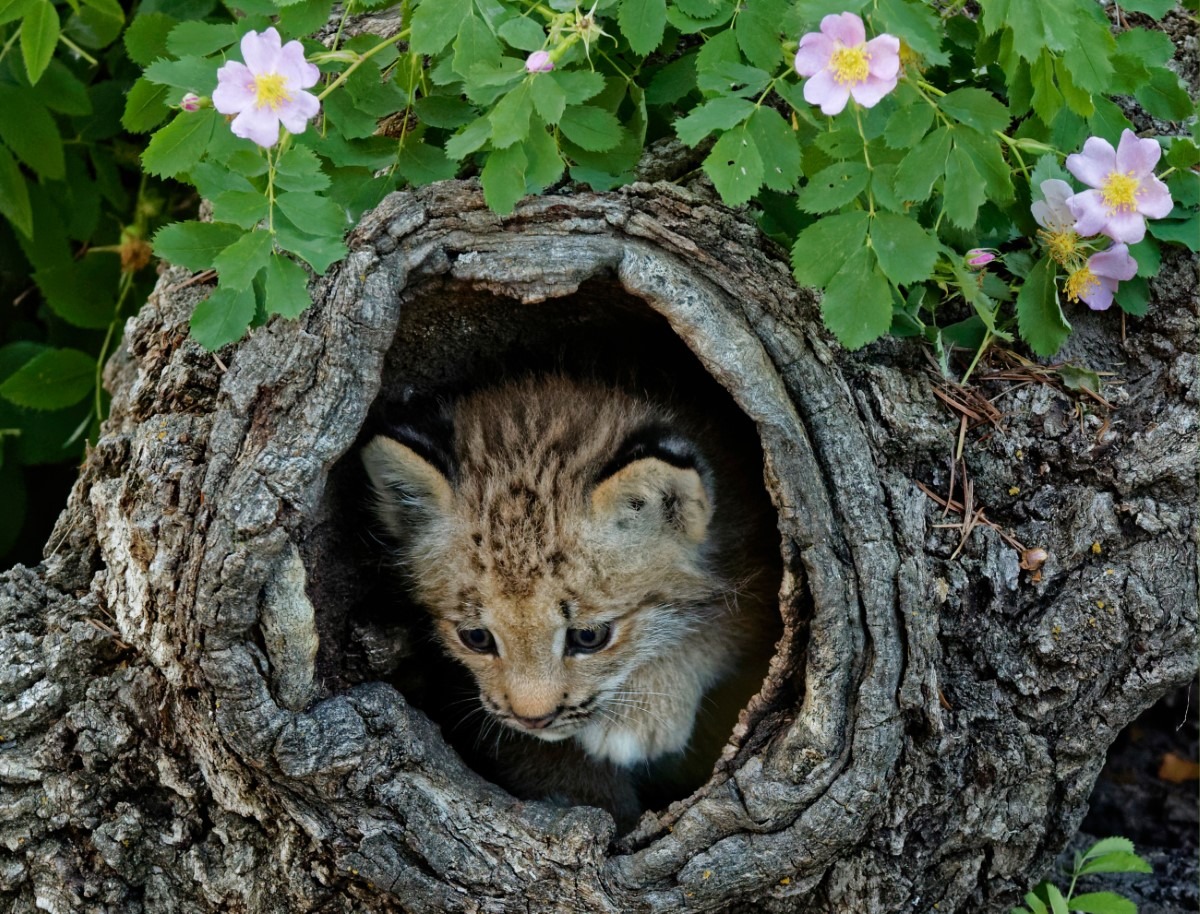 Canadese lynx baby