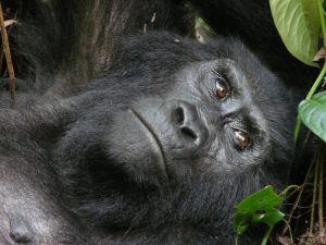Oostelijke gorilla