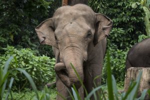 Sumatraanse olifant